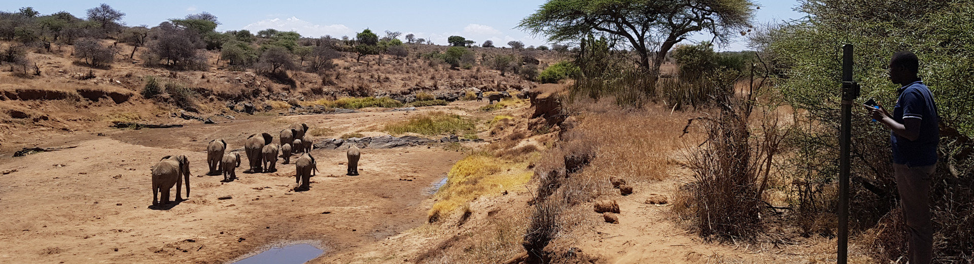 Picture of Elephants in Kenya as part of a research project