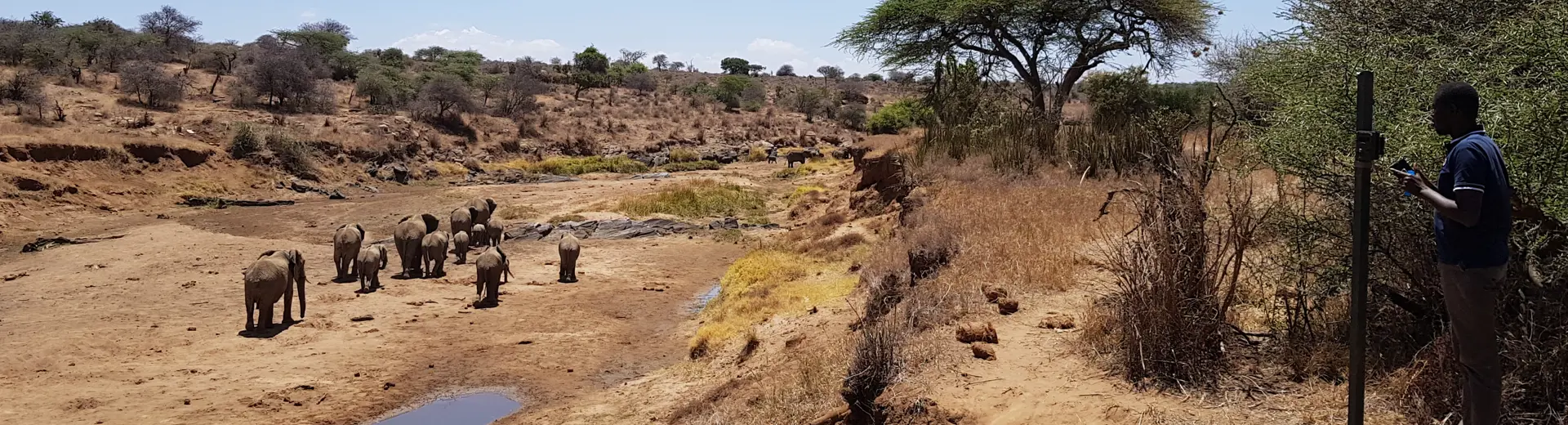 Picture of Elephants in Kenya as part of a research project