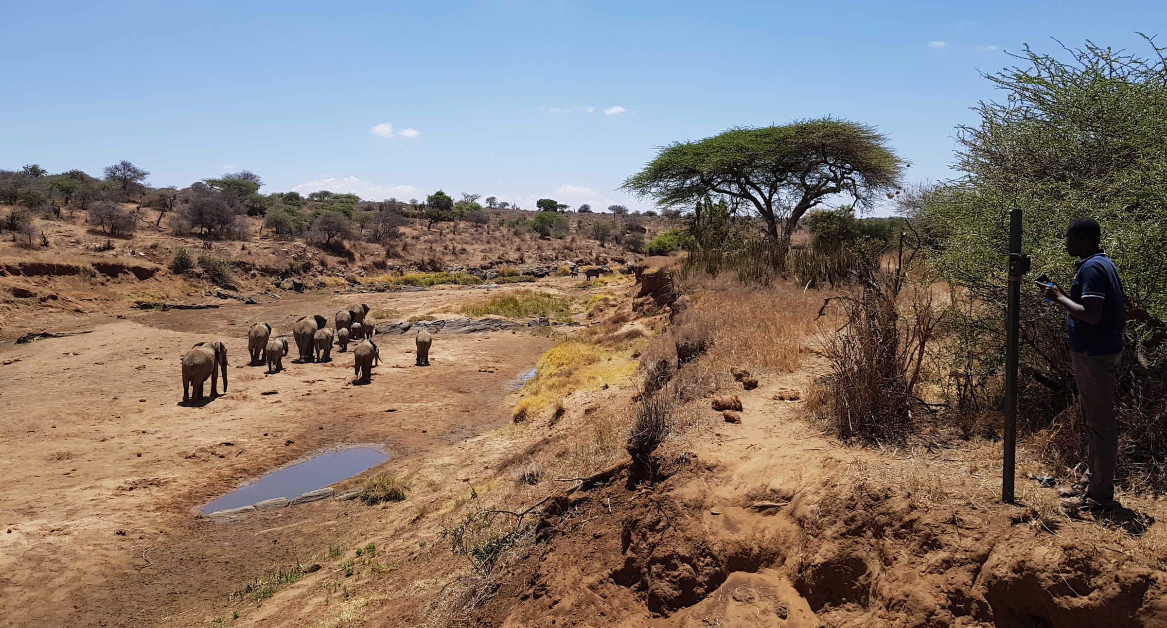 Picture of Elephants in Kenya as part of a research project